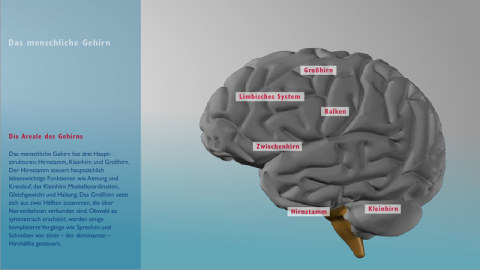 00_gehirn_flash_n_481x270